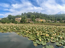 莲花映衬和美乡村